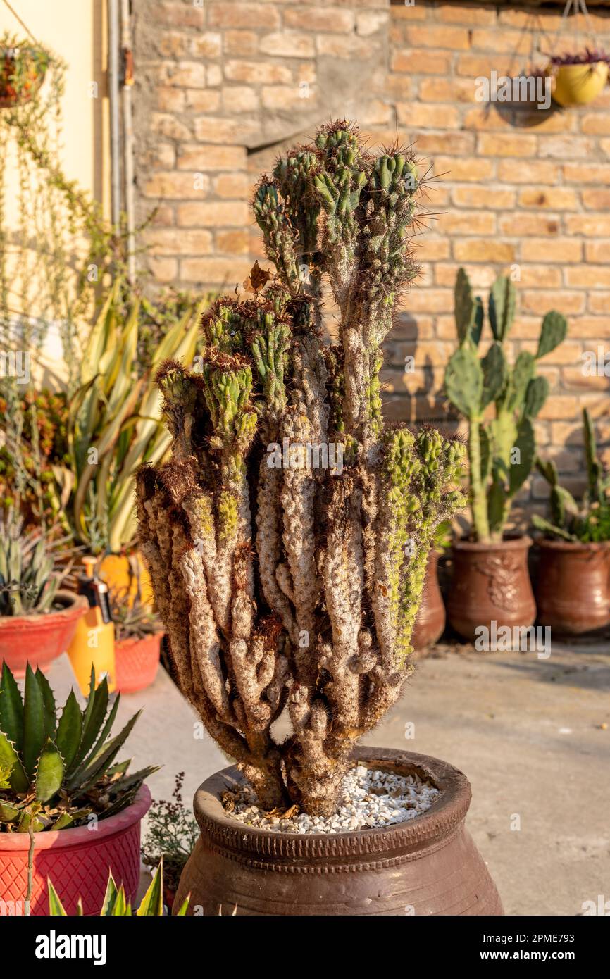 Scale disease attack on a cactus Stock Photo