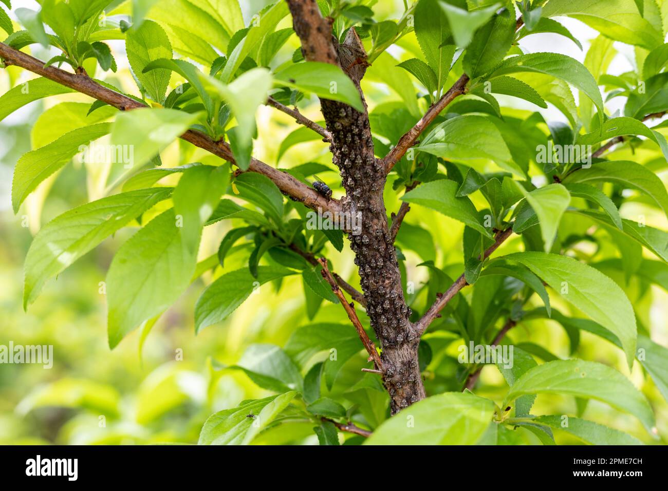 Insects attack on a plum fruit tree Stock Photo - Alamy