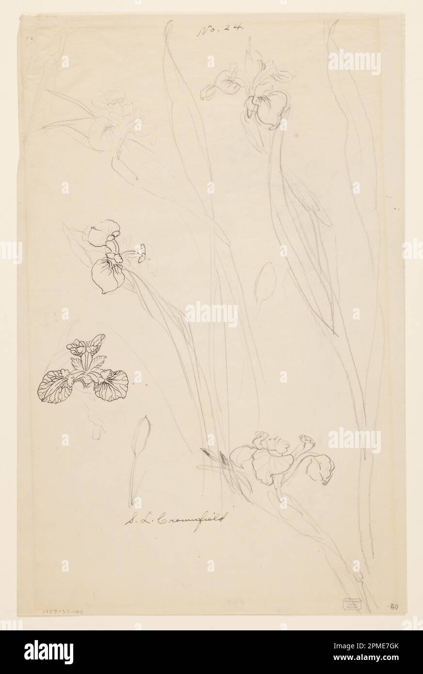 Drawing, Studies of Irises; Designed by Sophia L. Crownfield (American, 1862–1929); USA; graphite, pen and black ink on trace; 43.5 × 28.3 cm (17 1/8 × 11 1/8 in.) Stock Photo