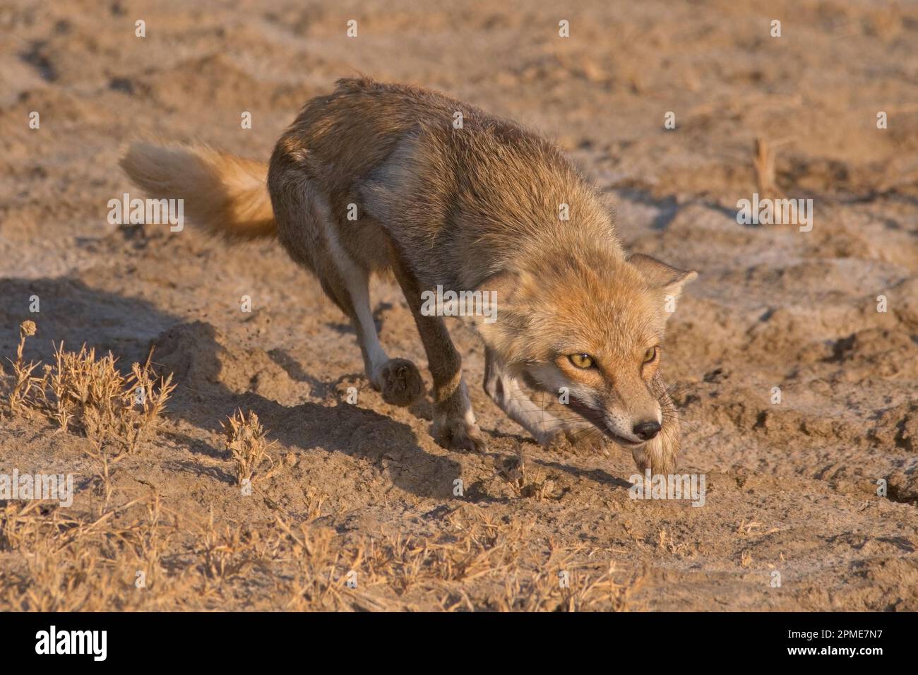 desert fox (vulpes vulpus pusilla) Stock Photo