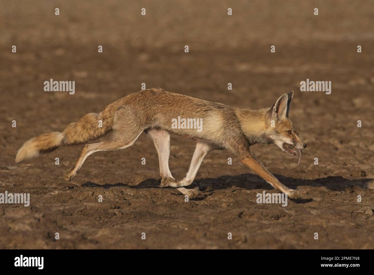 desert fox (vulpes vulpus pusilla) carrying prey in its mouth for cubs Stock Photo