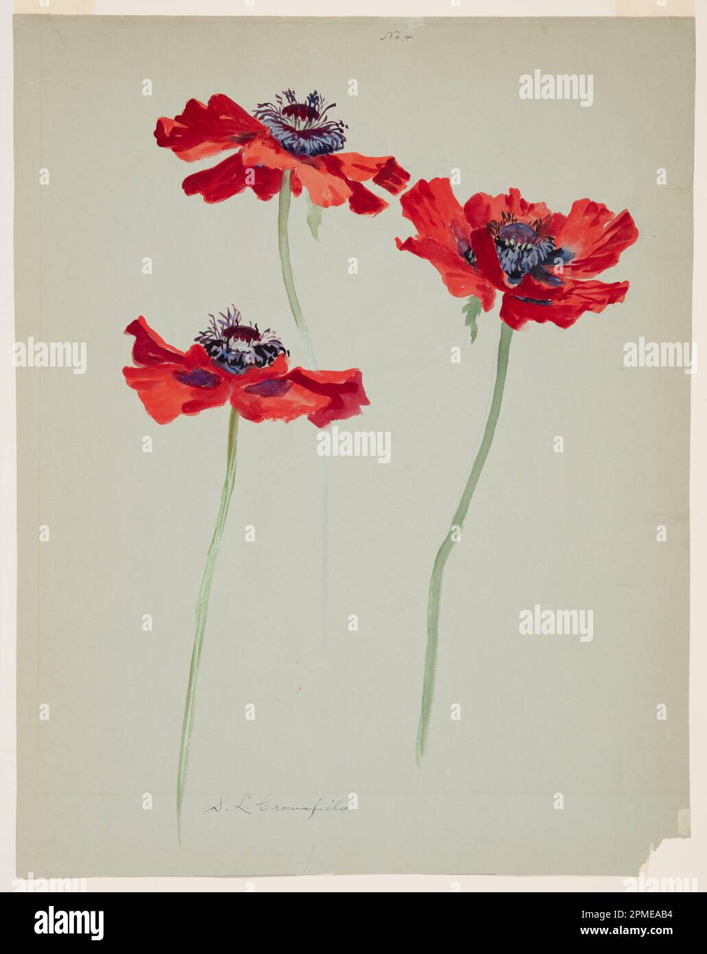 Drawing, Three Studies of Poppies; Sophia L. Crownfield (American, 1862–1929); USA; brush and gouache on gray paper Stock Photo