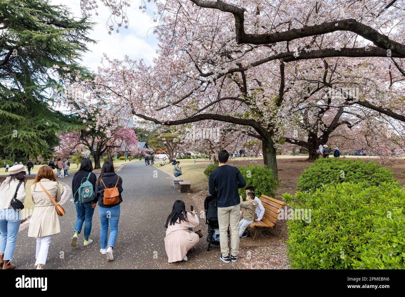 Tokyo Japan 2023, cherry blossoms sakura flowering in Shinjuku Gyoen ...