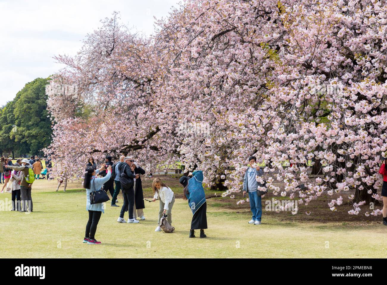 Tokyo Japan 2023, cherry blossoms sakura flowering in Shinjuku Gyoen ...