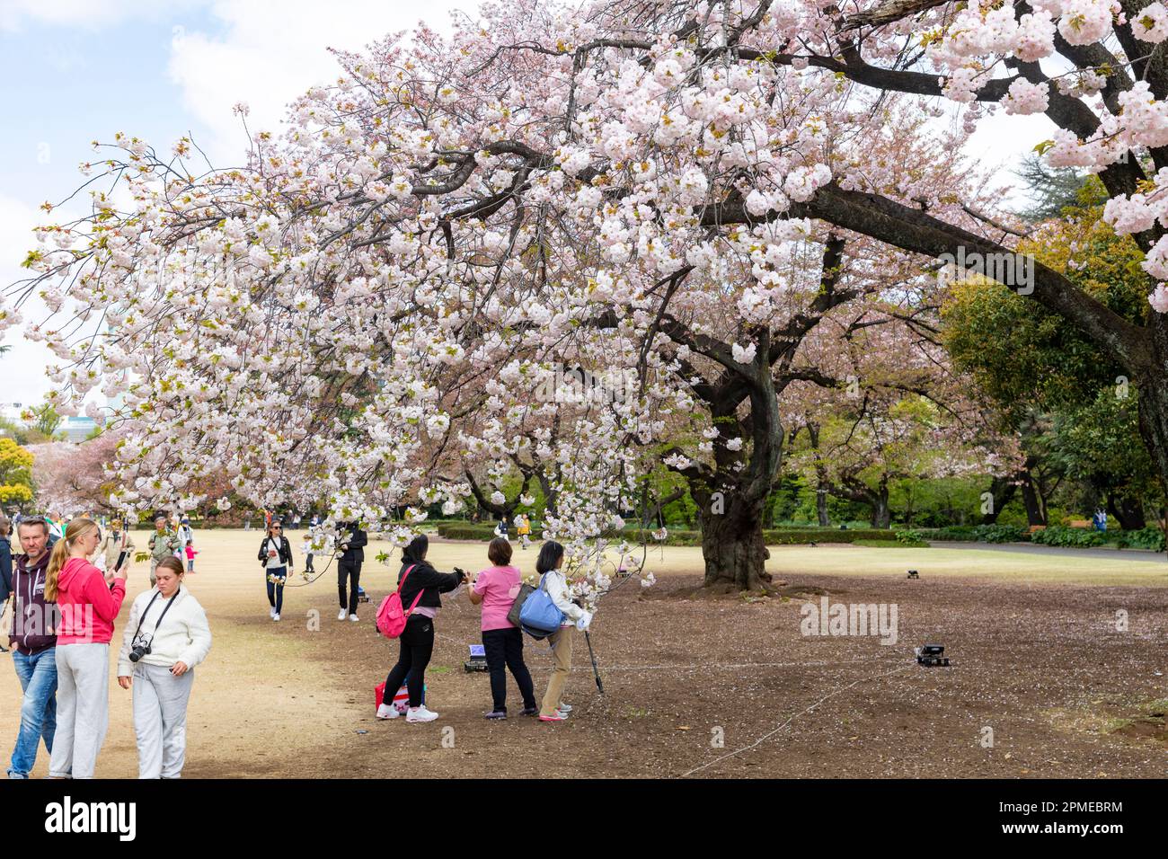 Tokyo Japan 2023, cherry blossoms sakura flowering in Shinjuku Gyoen ...