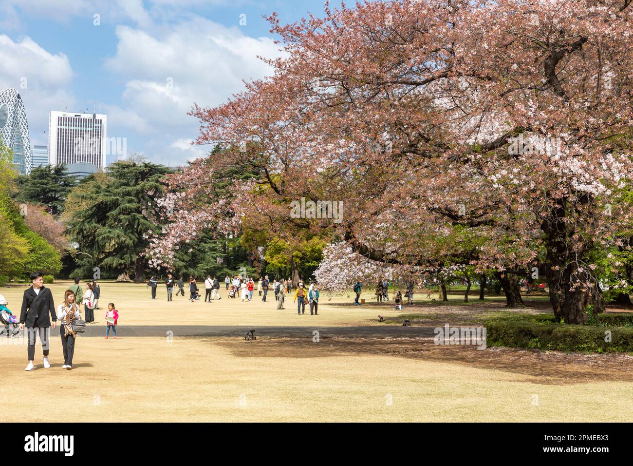 Tokyo Japan 2023, cherry blossoms sakura flowering in Shinjuku Gyoen ...