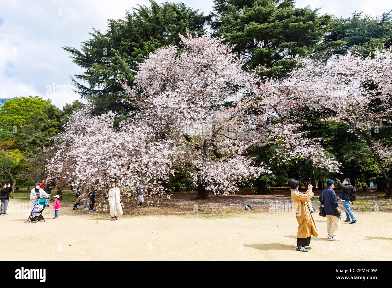 Tokyo Japan 2023, cherry blossoms sakura flowering in Shinjuku Gyoen ...