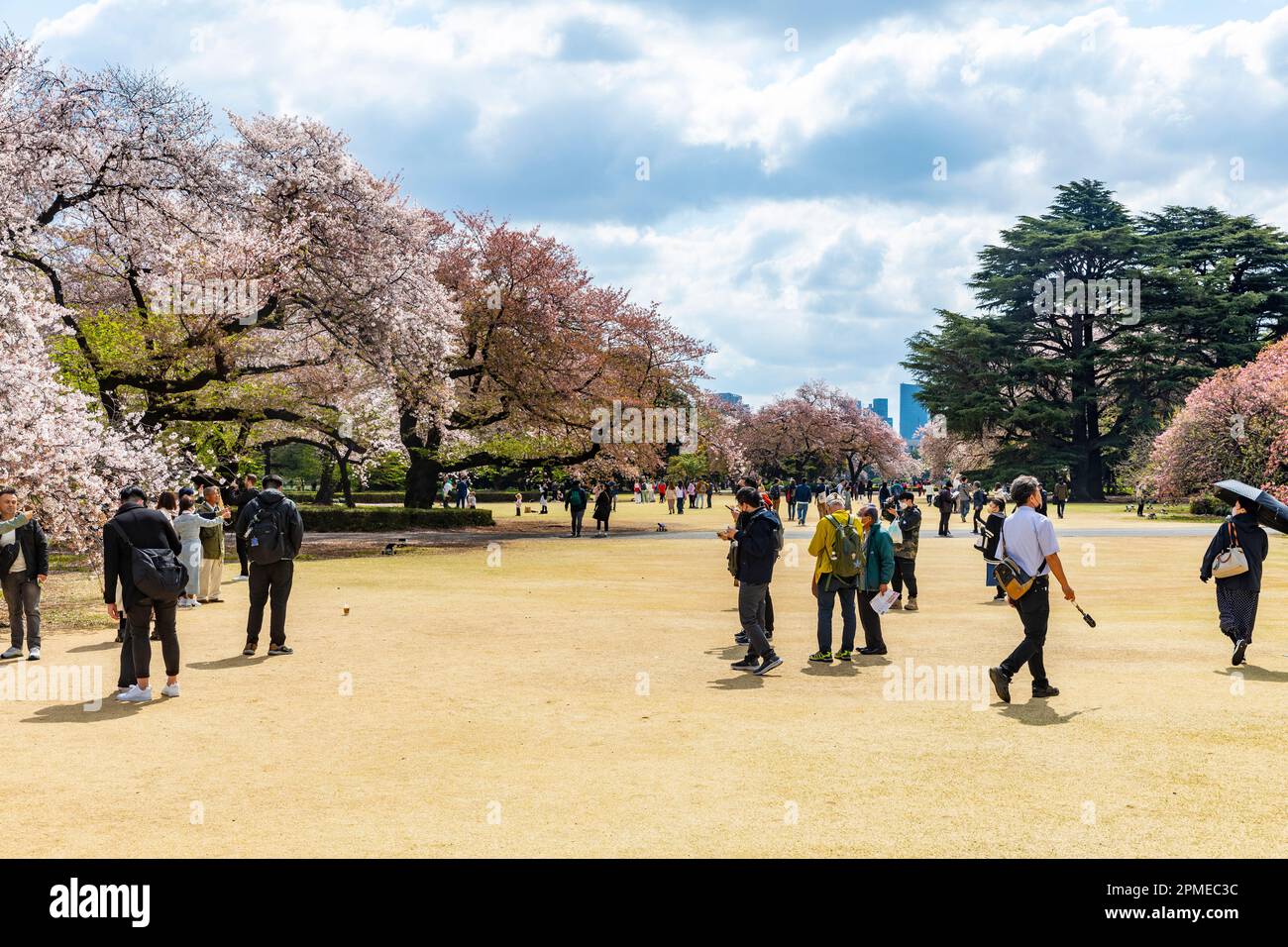 Tokyo Japan 2023, cherry blossoms sakura flowering in Shinjuku Gyoen ...