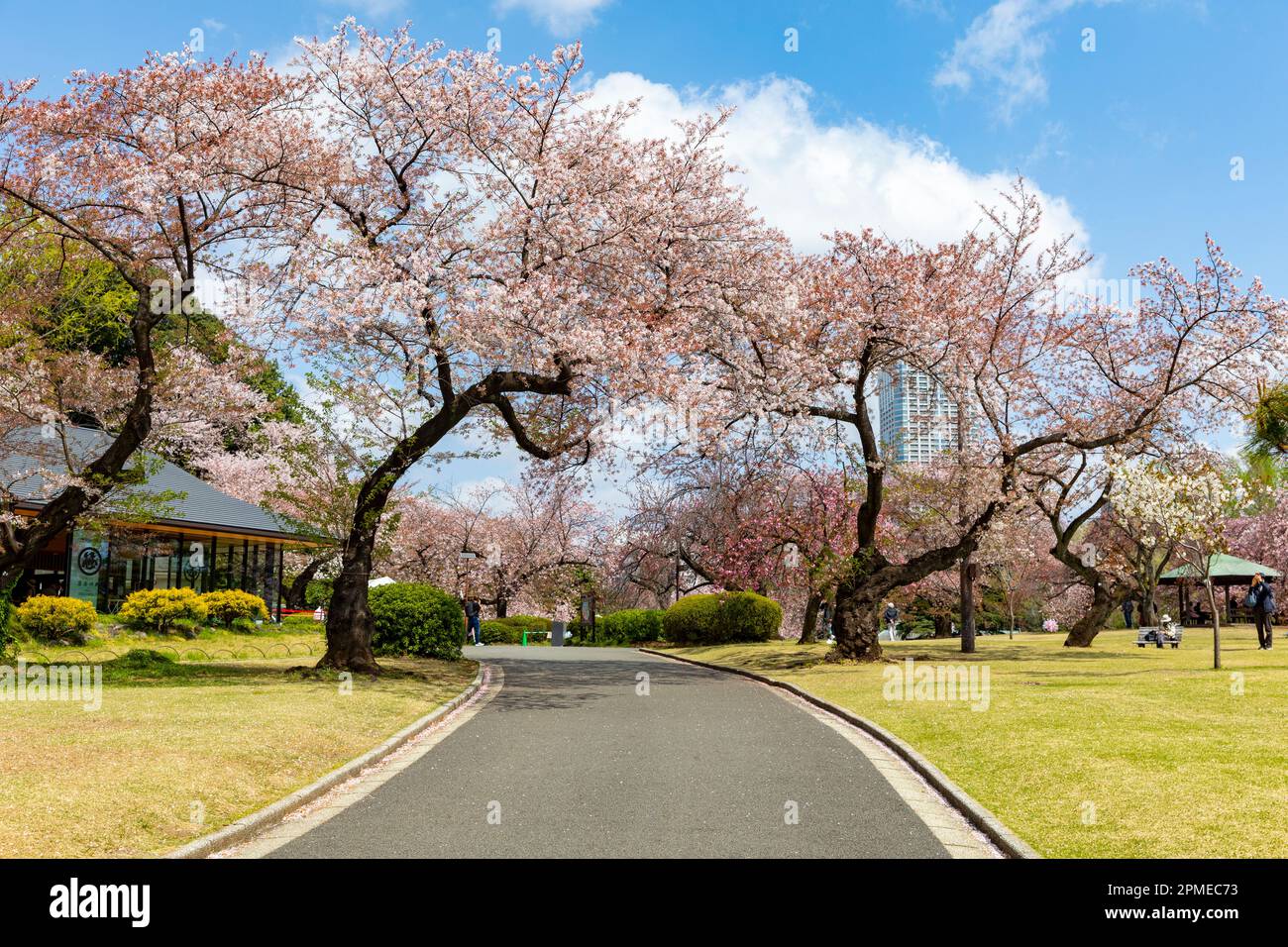 Tokyo Japan 2023, cherry blossoms sakura flowering in Shinjuku Gyoen ...