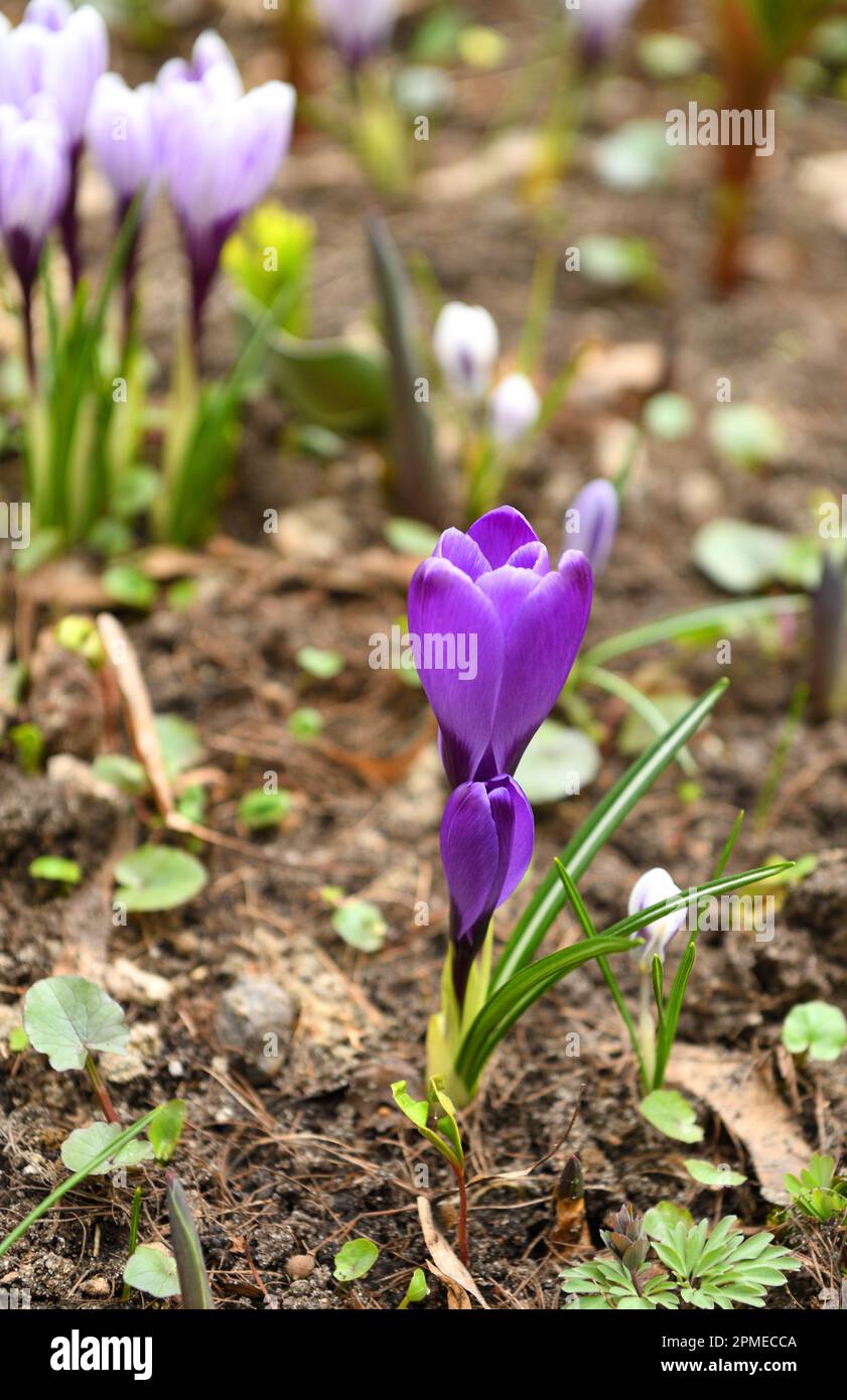 First spring flowers. Violet Crocus vernus in garden Stock Photo