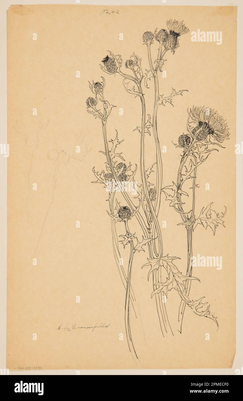 Drawing, Study of Thistle Plants; Sophia L. Crownfield (American, 1862–1929); USA; graphite, pen and ink on yellow tracing paper Stock Photo