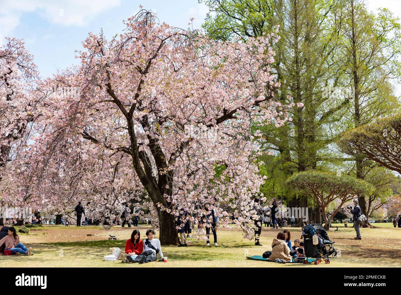 Tokyo Japan 2023, cherry blossoms sakura flowering in Shinjuku Gyoen ...