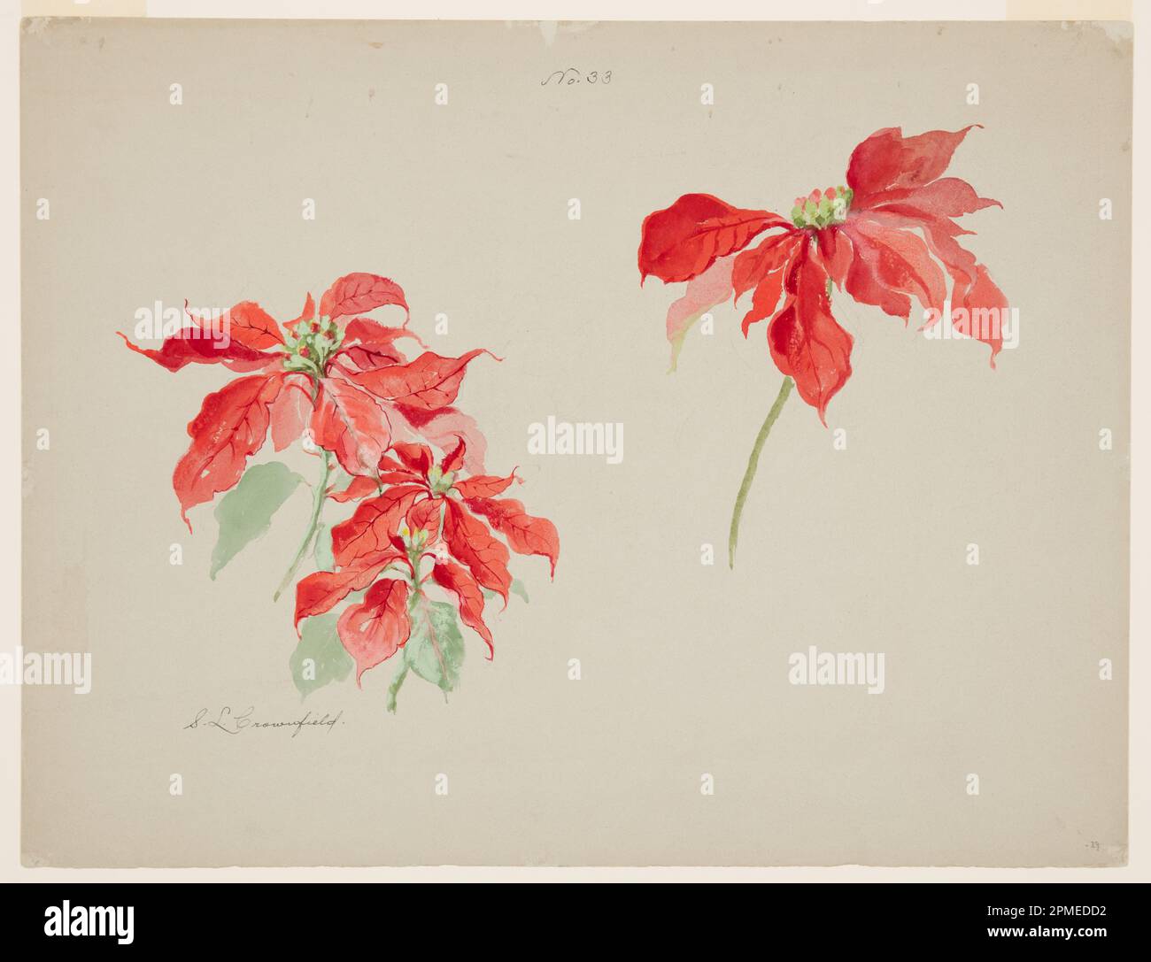 Drawing, Study of Red Poinsettias; Designed by Sophia L. Crownfield (American, 1862–1929); USA; brush and watercolor, graphite on gray paper; 43 × 56.5 cm (16 15/16 × 22 1/4 in.) Mat: 55.9 × 71.1 cm (22 × 28 in.) Stock Photo