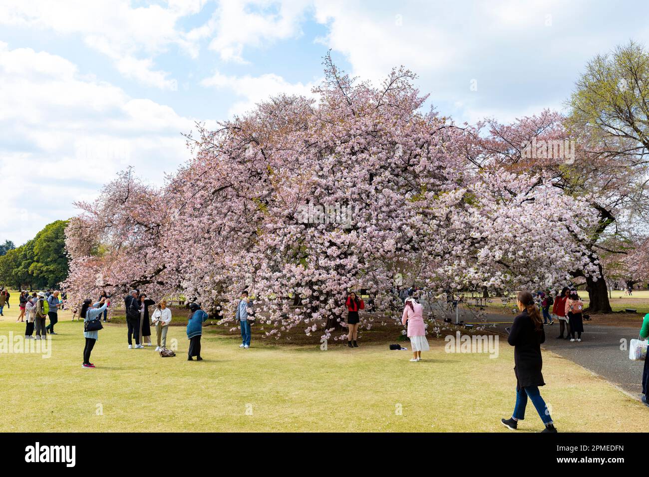 Tokyo Japan 2023, cherry blossoms sakura flowering in Shinjuku Gyoen ...