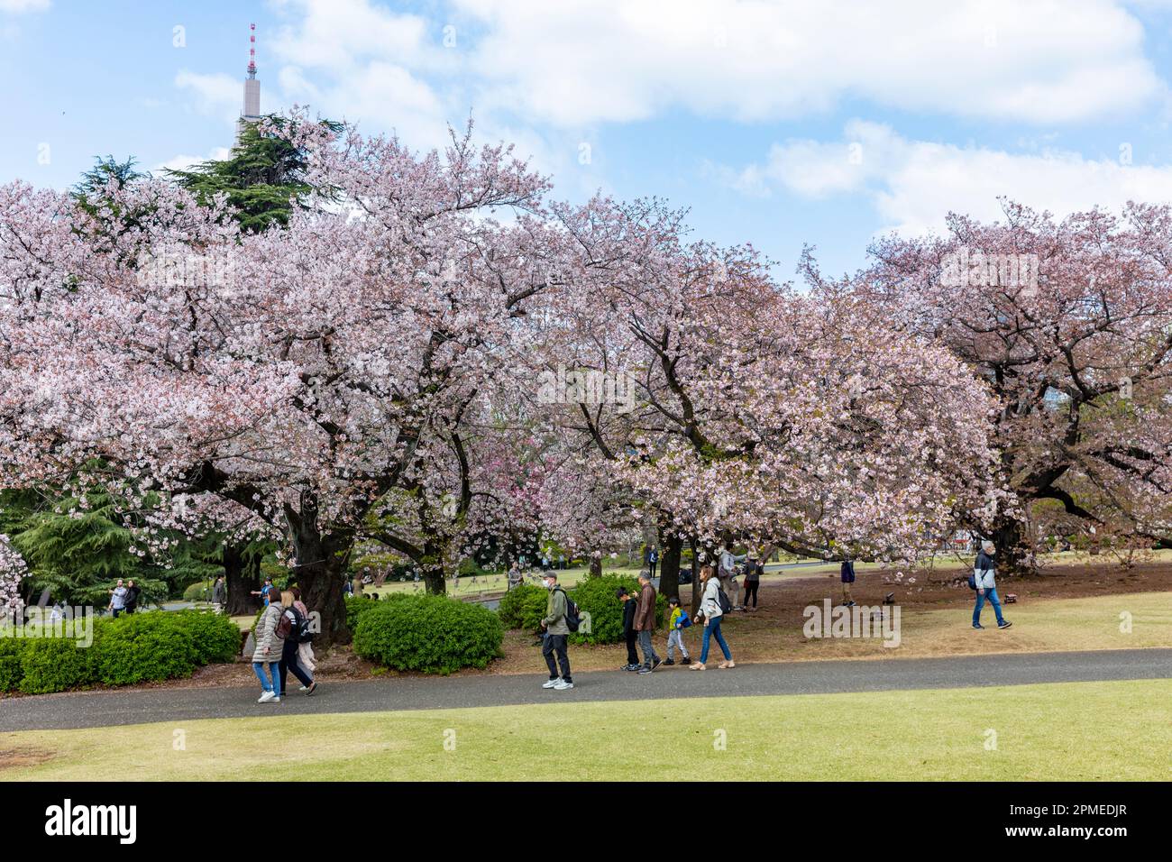 Tokyo Japan 2023, cherry blossoms sakura flowering in Shinjuku Gyoen ...