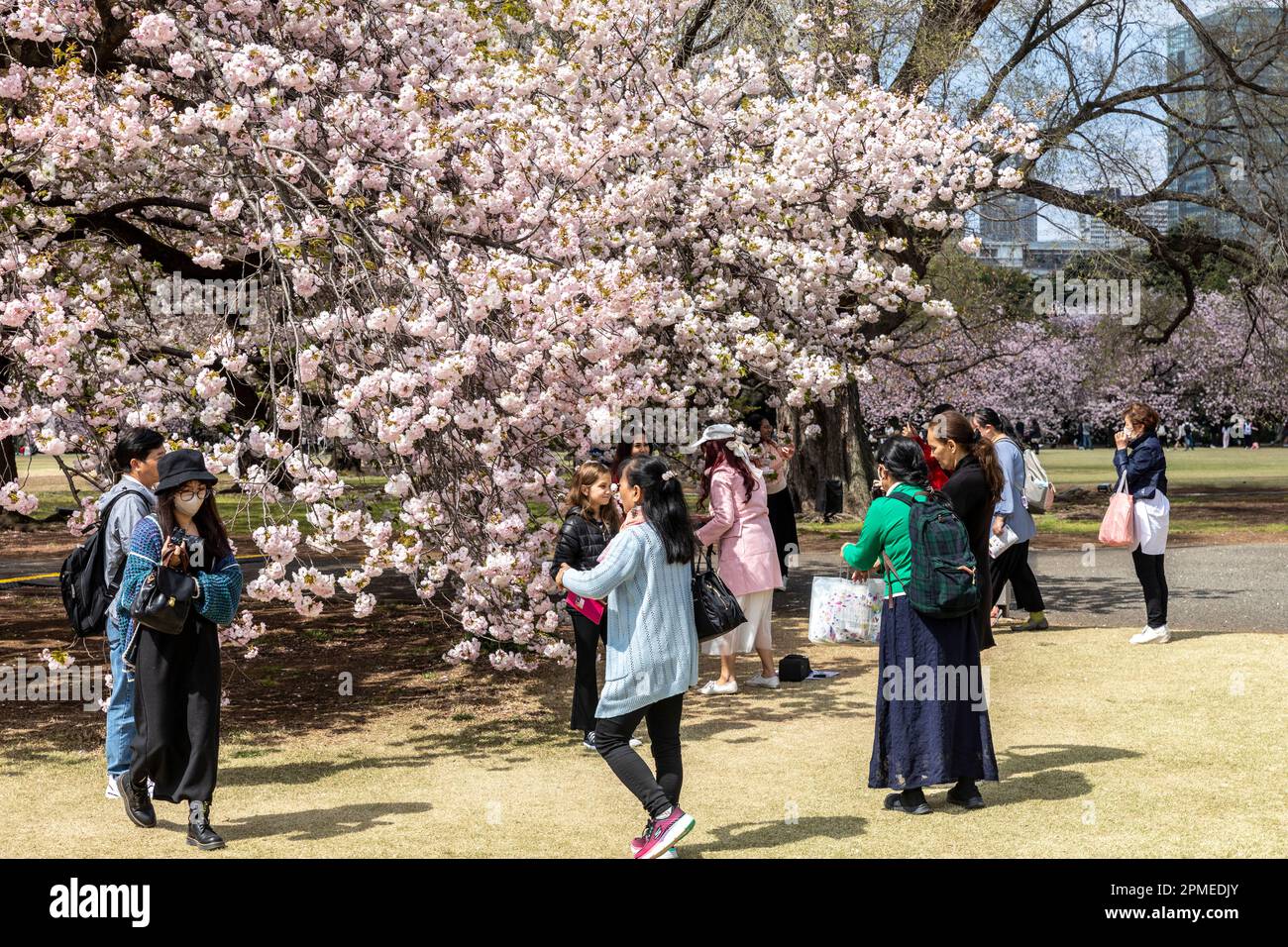 Tokyo Japan 2023, cherry blossoms sakura flowering in Shinjuku Gyoen ...