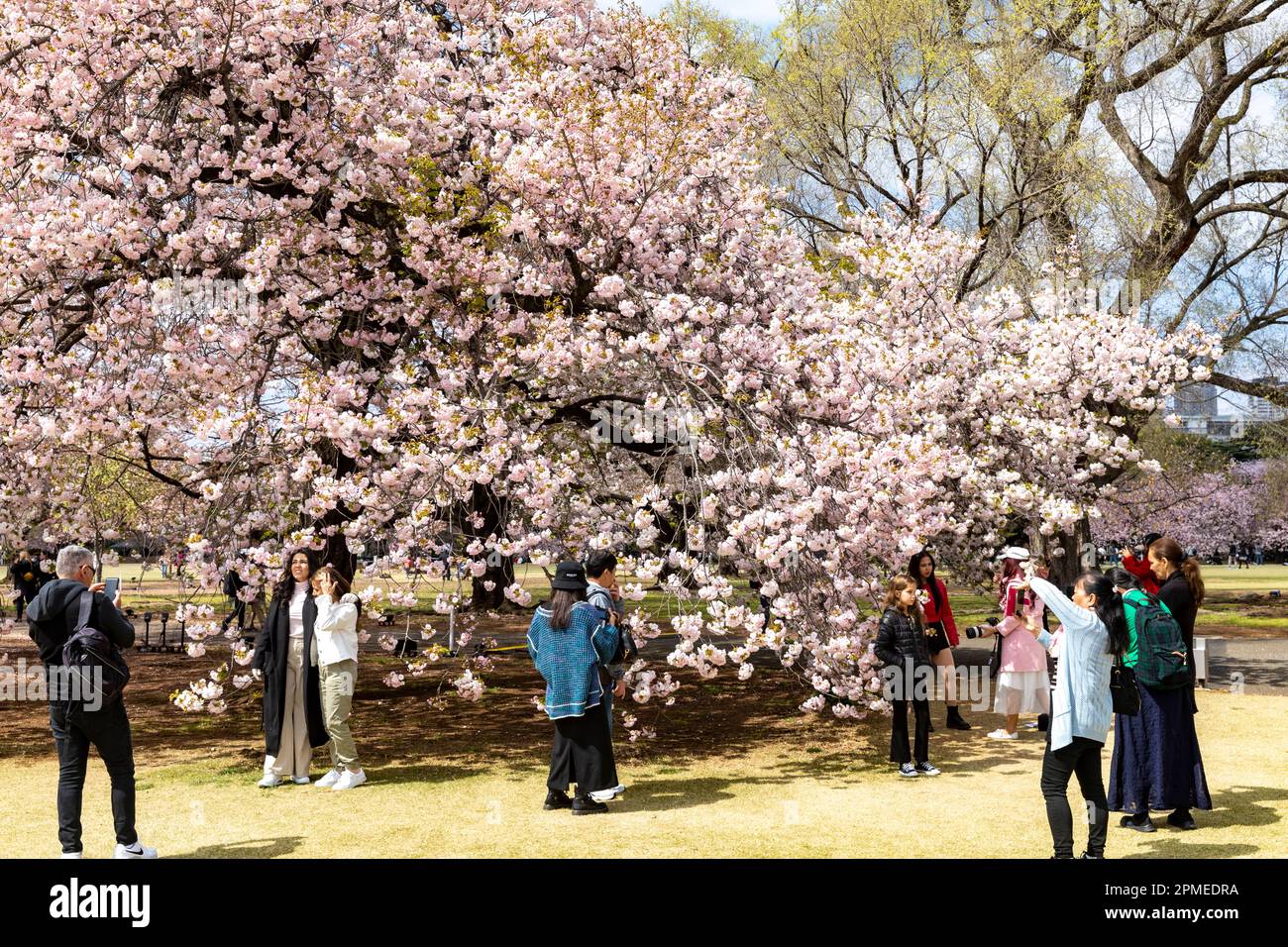 Tokyo Japan 2023, cherry blossoms sakura flowering in Shinjuku Gyoen ...