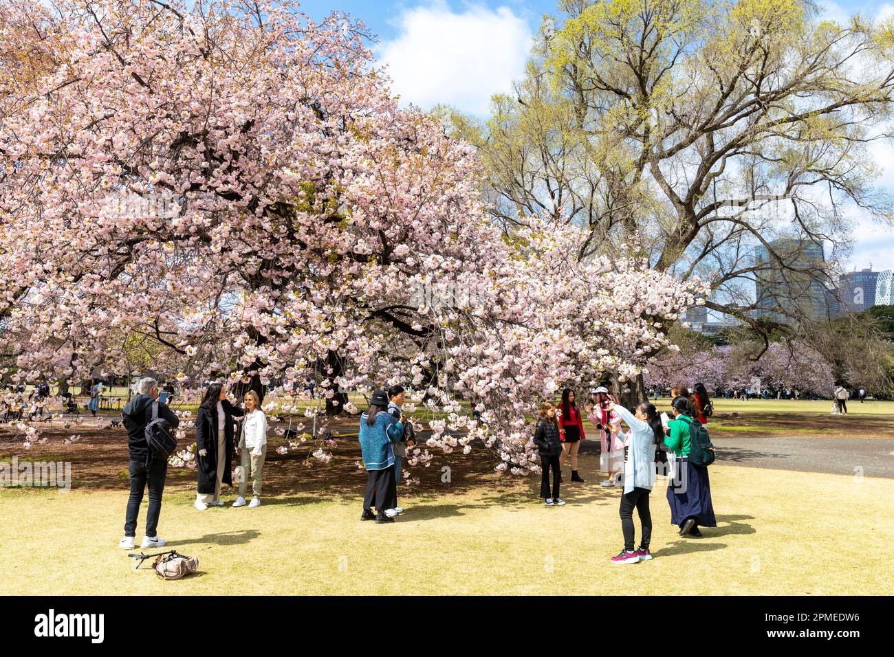 Tokyo Japan 2023, cherry blossoms sakura flowering in Shinjuku Gyoen ...