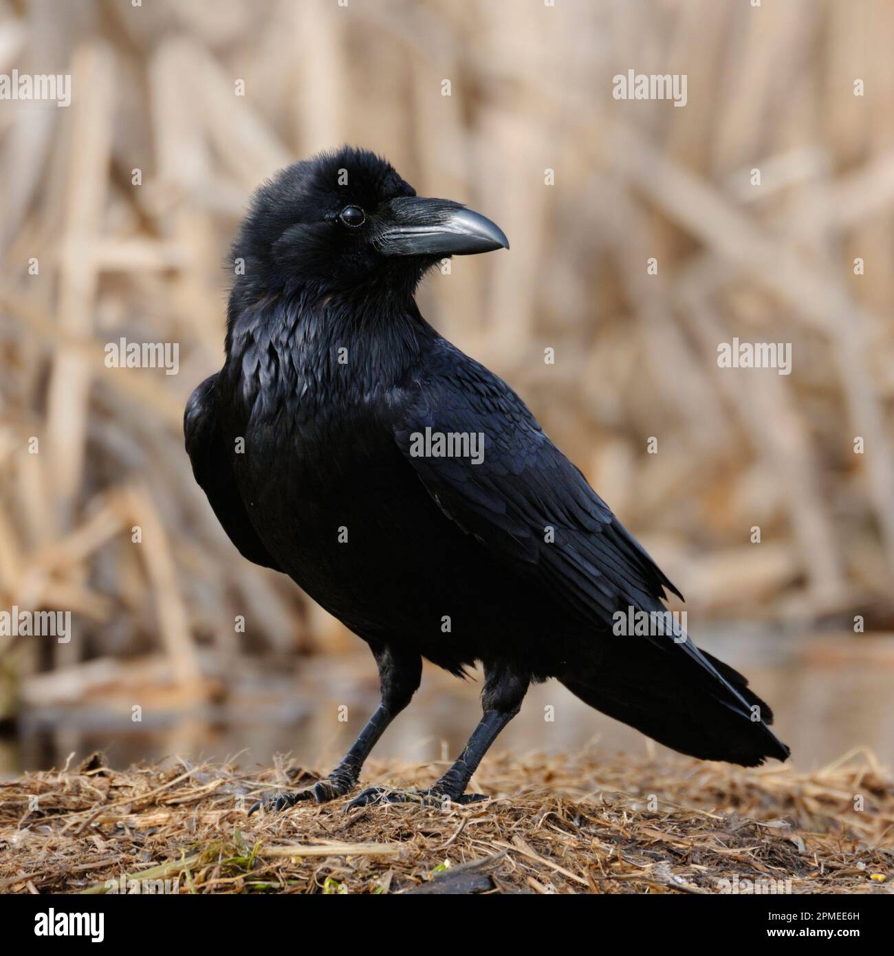 Common Raven / Kolkrabe ( Corvus corax ) perched on the ground, detailled close-up, black shining plumage, watching attentively, wildlife, Europe. Stock Photo