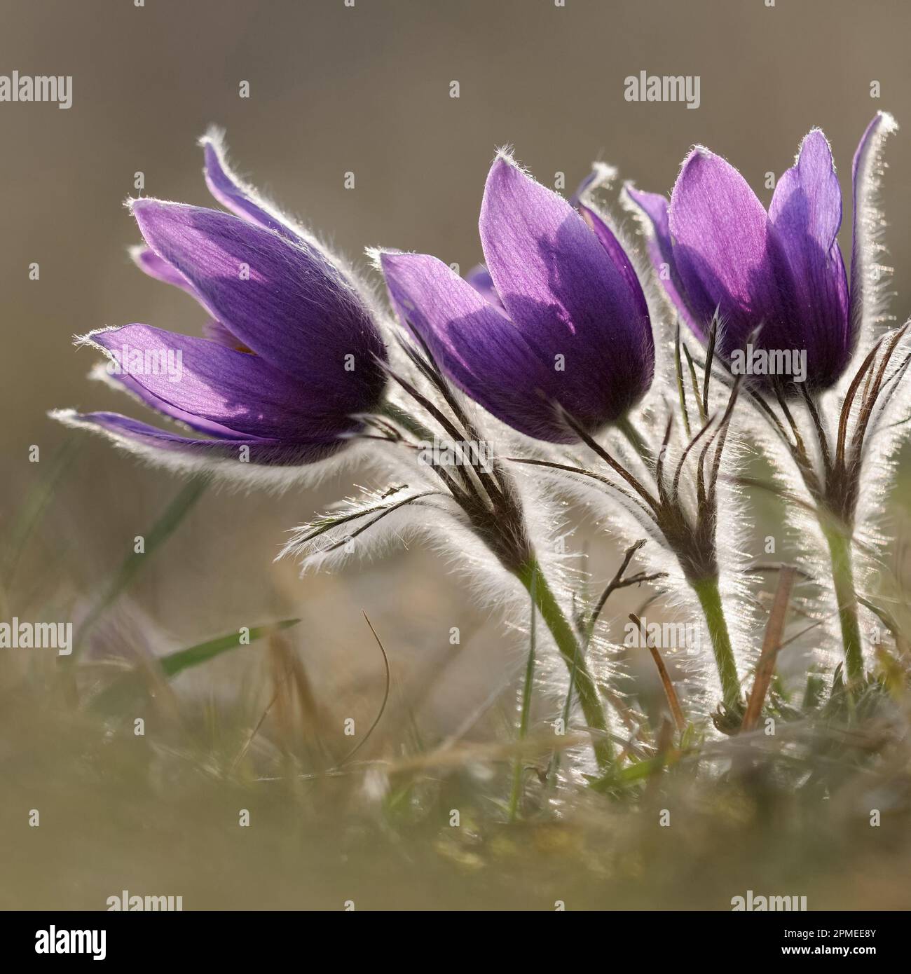 Common Pasque Flower ( Pulsatilla vulgaris ), flowering, blossoming spring ephemerals, growing on calcareous low-nutrient meadow, wild flower, Europe. Stock Photo