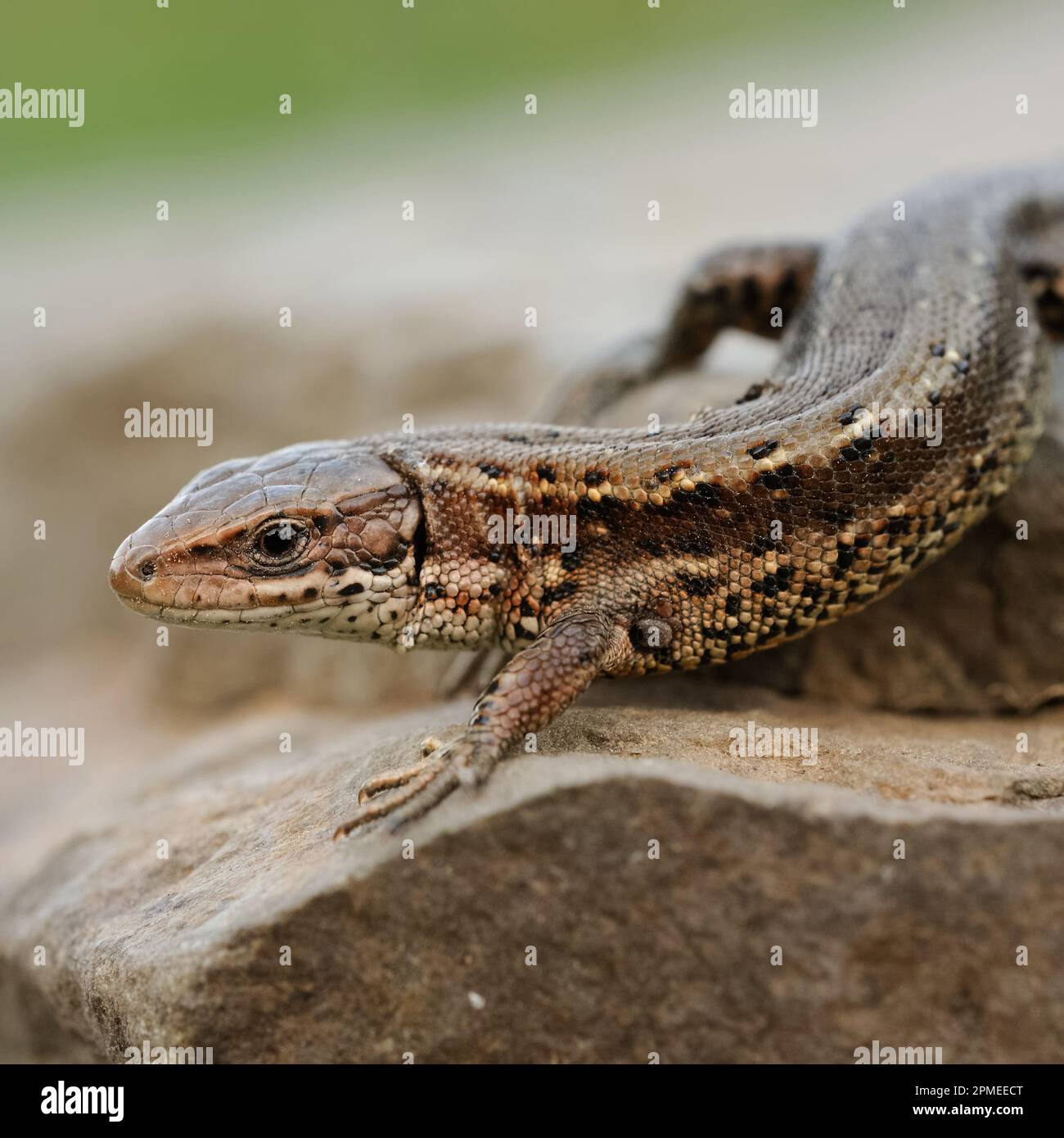 Viviparous Lizard / Waldeidechse ( Zootoca vivipara ), common lizard, crawling over rocks, warming up, early in spring, nice detailed view, wildlife, Stock Photo