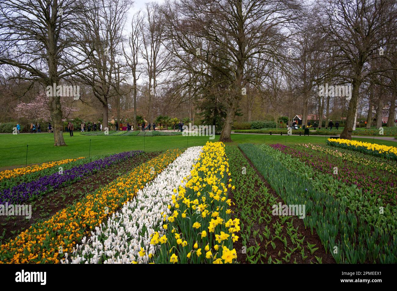 Blooming colorful daffodils and tulips flowerbed in public flower