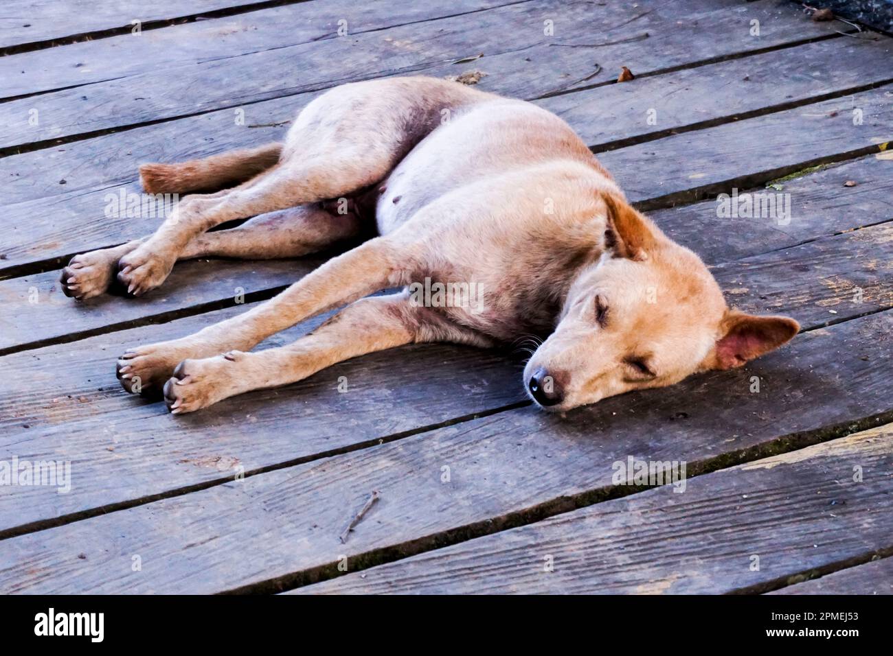 Rest and Relax: Capturing the Serenity of a Sleeping Dog Stock Photo