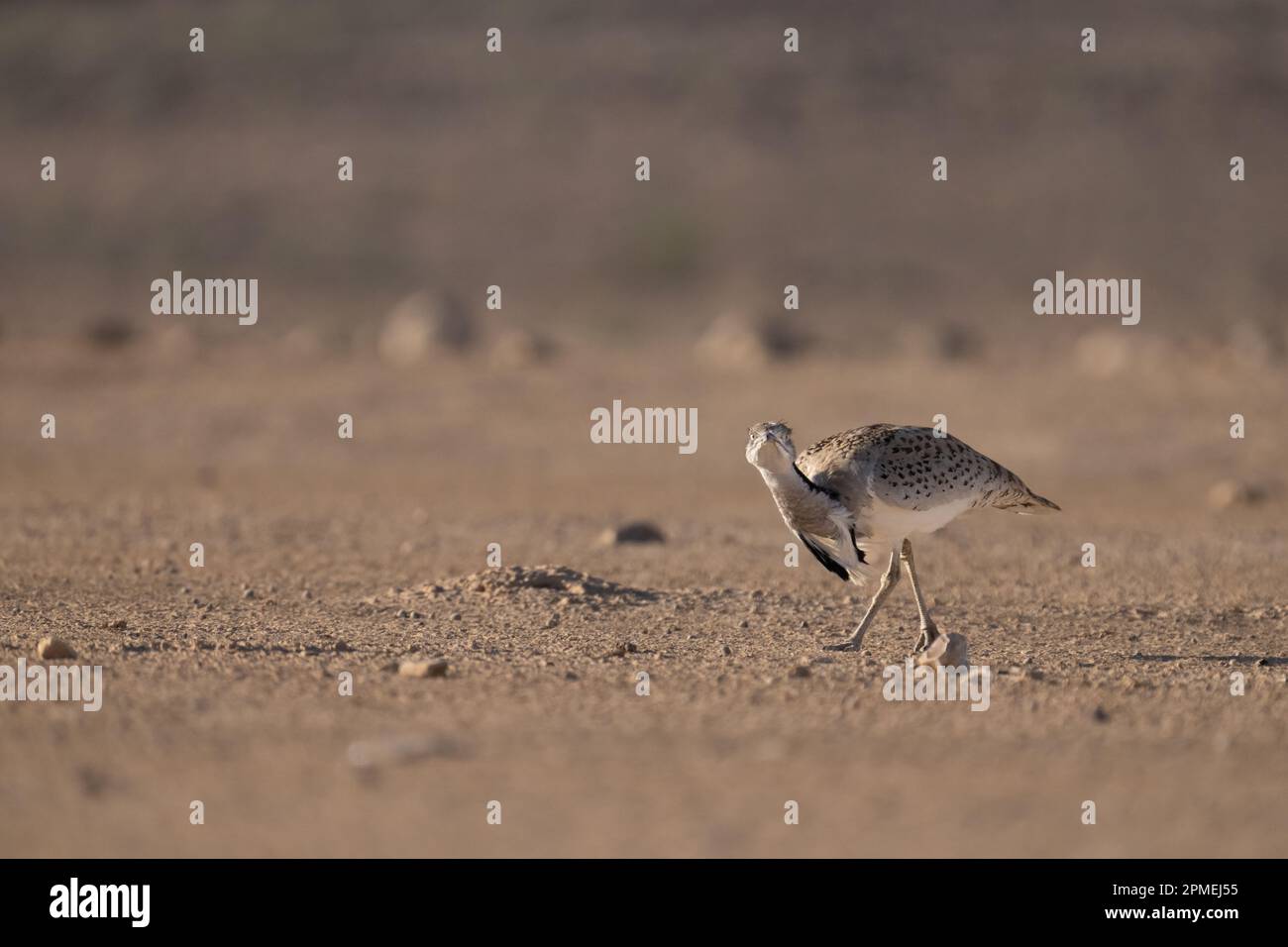 courtship display of a male MacQueen's bustard (Chlamydotis macqueenii) الحُبَارَى الآسِيَوِيّ is a large bird in the bustard family. It is native to Stock Photo