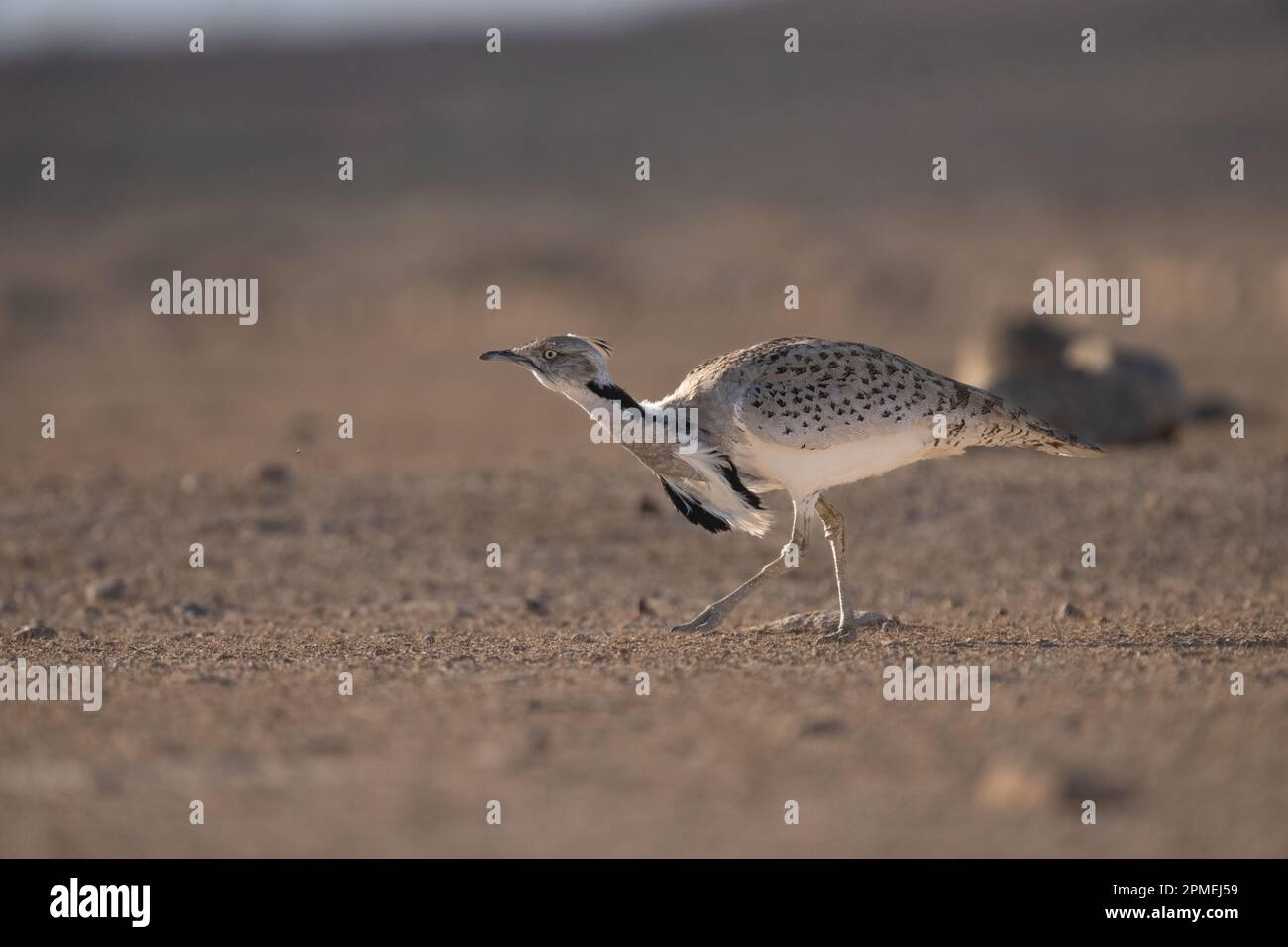 courtship display of a male MacQueen's bustard (Chlamydotis macqueenii) الحُبَارَى الآسِيَوِيّ is a large bird in the bustard family. It is native to Stock Photo