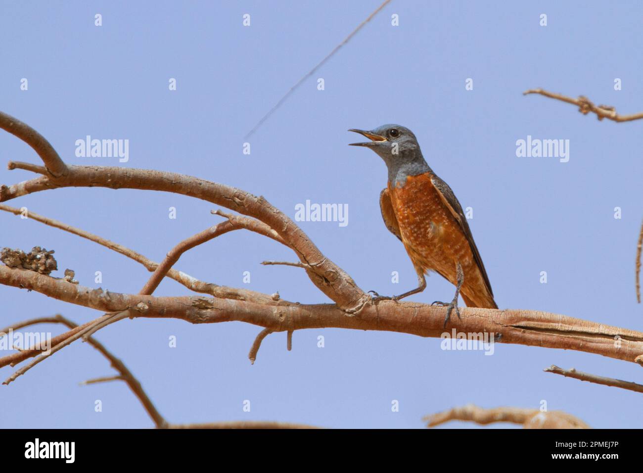 Common rock thrush hi-res stock photography and images - Alamy