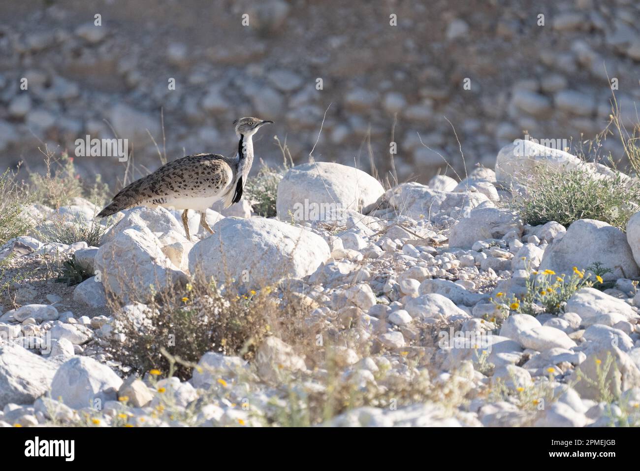 courtship display of a male MacQueen's bustard (Chlamydotis macqueenii) الحُبَارَى الآسِيَوِيّ is a large bird in the bustard family. It is native to Stock Photo