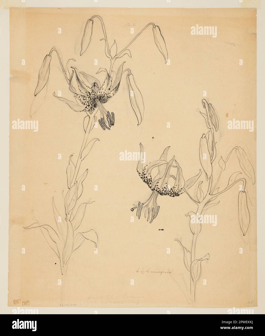 Drawing, Study of Tiger Lilies; Designed by Sophia L. Crownfield (American, 1862–1929); USA; pen and ink, graphite on tracing paper; 58.7 × 48.3 cm (23 1/8 in. × 19 in.) Mat: 71.1 × 55.9 cm (28 × 22 in.) Stock Photo