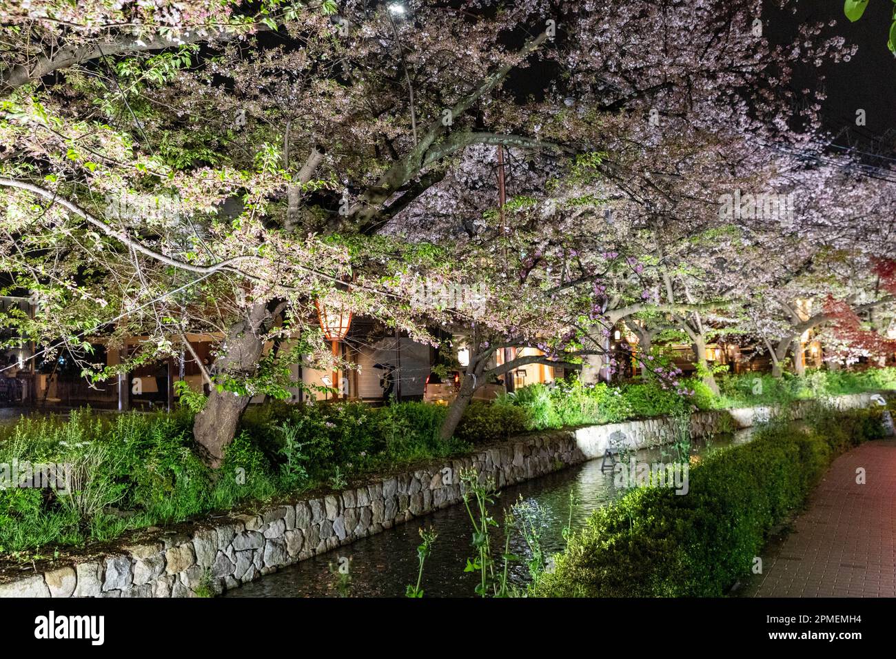 Kyoto Japan spring cherry blossoms flowering, night time cherry blossom sakura is illuminated in