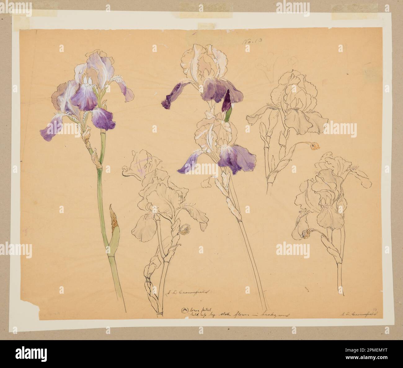 Drawing, Study of Irises; Designed by Sophia L. Crownfield (American, 1862–1929); USA; pen and ink, graphite and watercolor on yellow tracing paper; 47.1 × 59.2 cm (18 9/16 × 23 5/16 in.) Mat: 76.2 × 101.6 cm (30 × 40 in.) Stock Photo