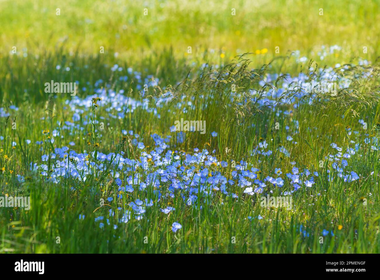 Baby Blue Eyes wildflowers. Super bloom in Carrizo Plane National