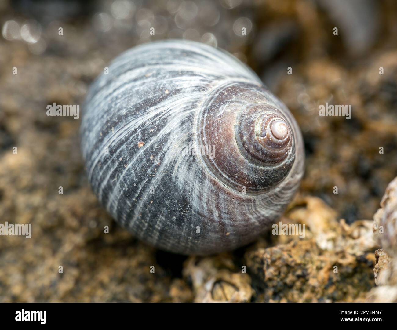 Closeup photo of a single Common Winkle Littorina littorea sea snail marine gastropod mollusc with pretty banded shell pattern, Scotland, UK Stock Photo