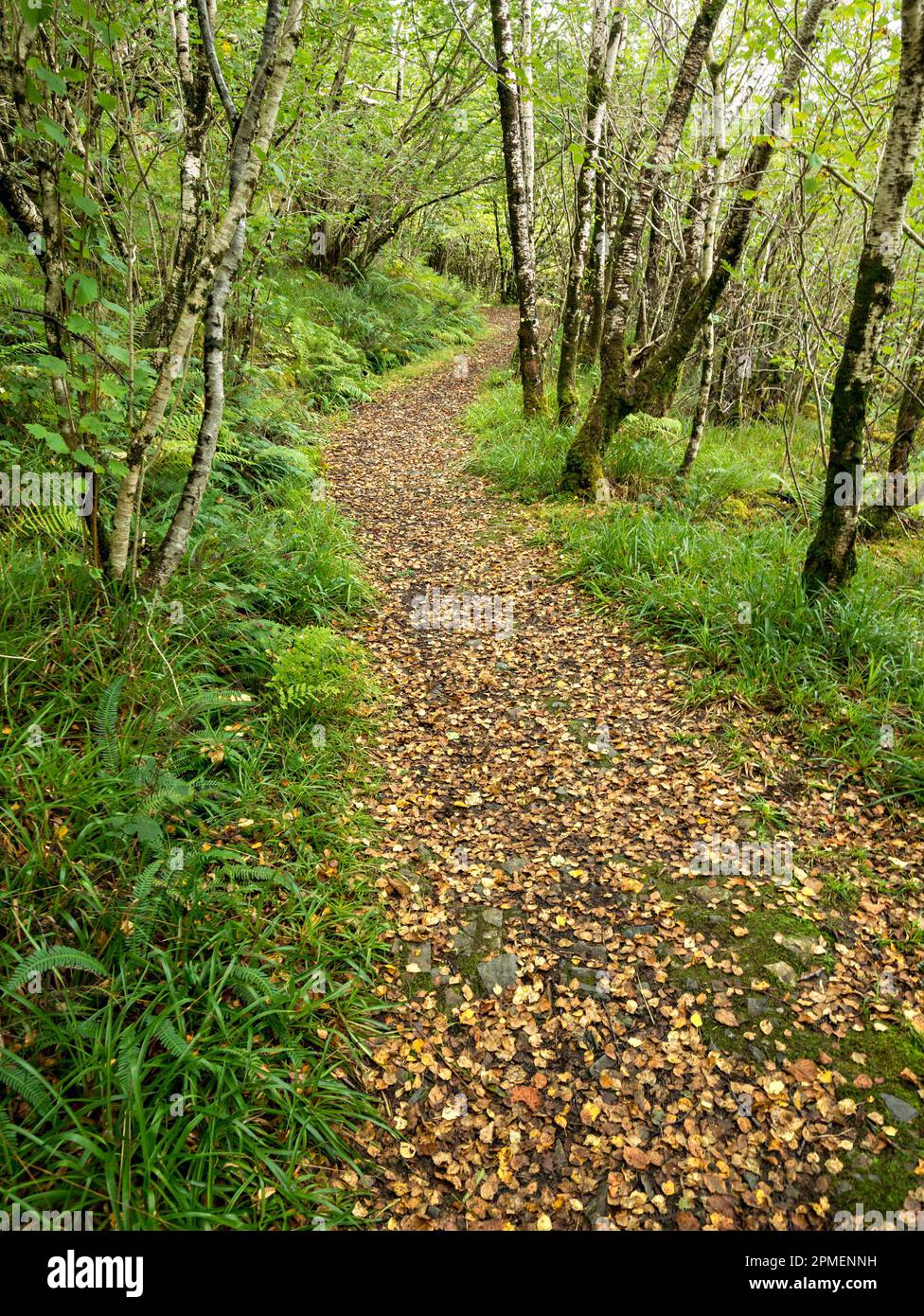 Woodland path through silver birch (Betula Pendula) trees in Autumn, Leitir Fura, Kinloch Forest, Isle of Skye, Scotland, UK Stock Photo
