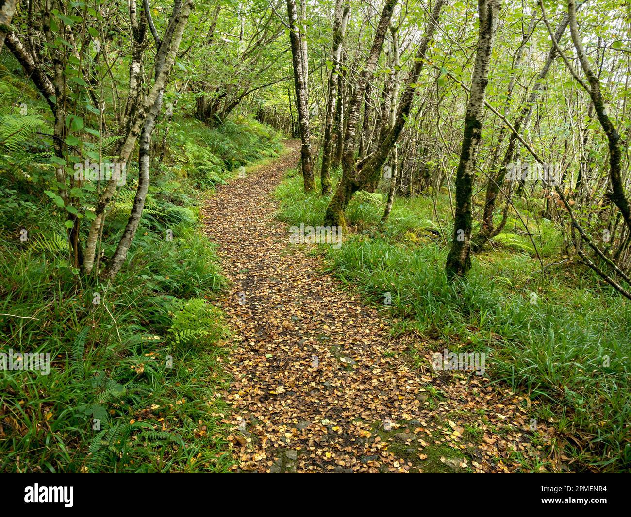Woodland path through silver birch (Betula Pendula) trees in Autumn, Leitir Fura, Kinloch Forest, Isle of Skye, Scotland, UK Stock Photo