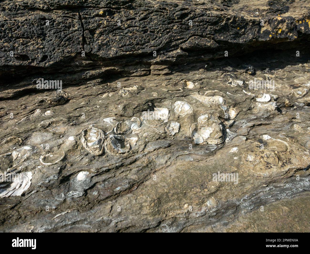 Fossils sedimentary rock hires stock photography and images Alamy