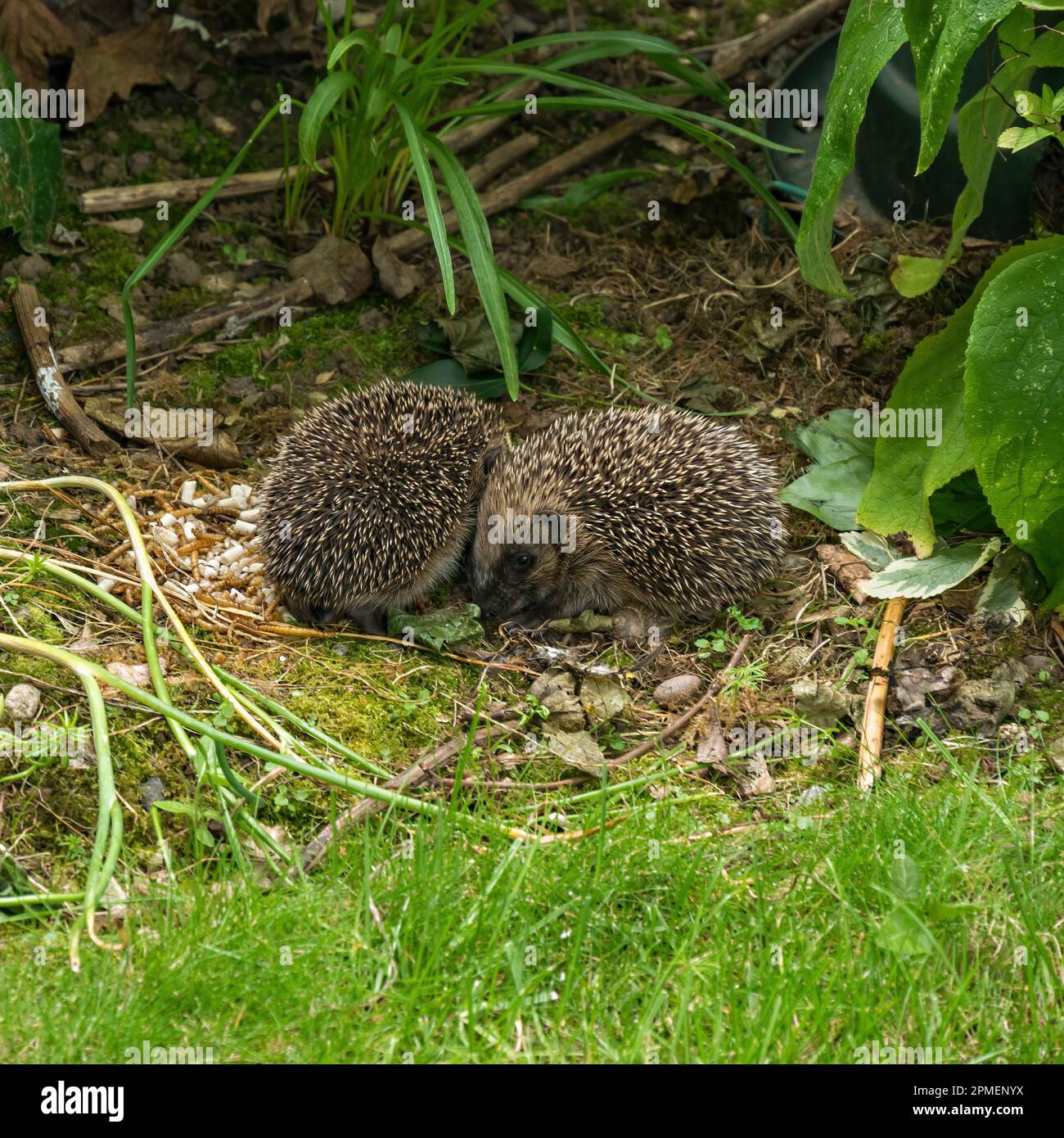 Two young hedgehogs Erinaceus europaeus foraging in English garden in daylight Stock Photo