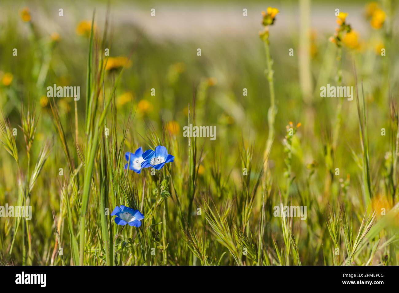 Baby Blue Eyes wildflowers. Super bloom in Carrizo Plane National