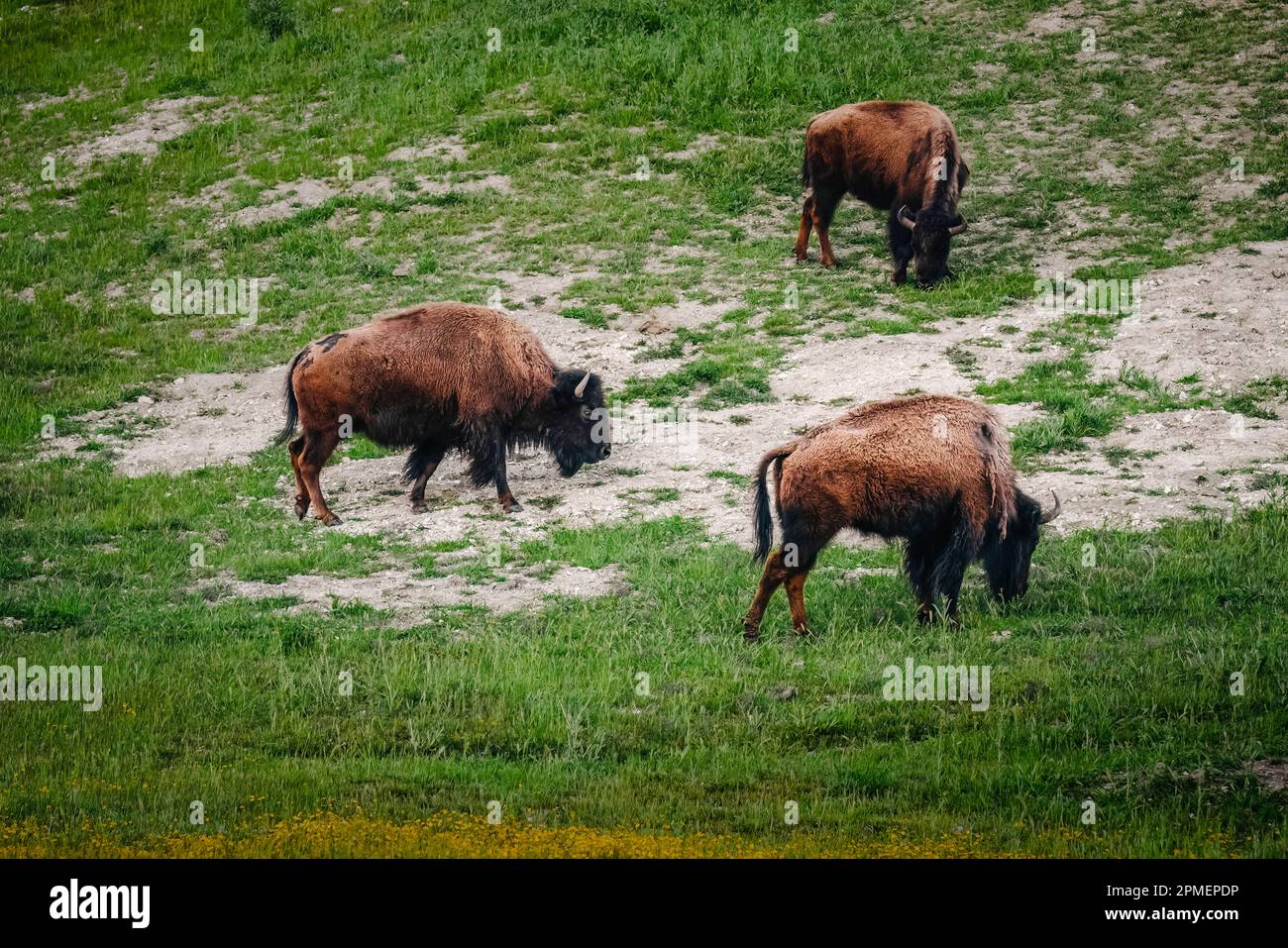 Spring Bison American bison grazing in a spring meadow. Wild animals close-up Stock ...