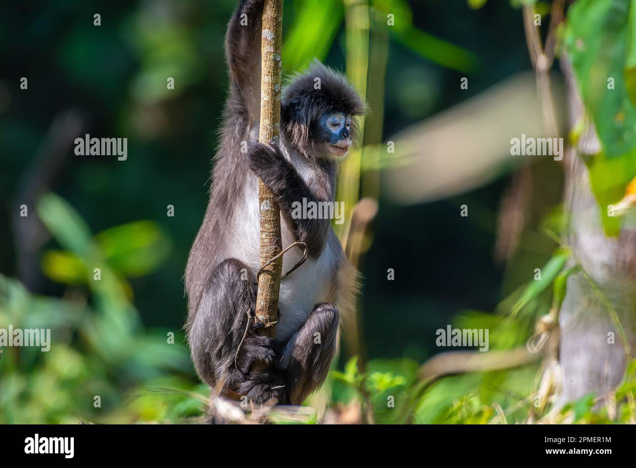 Phayres leaf monkey hi-res stock photography and images - Alamy