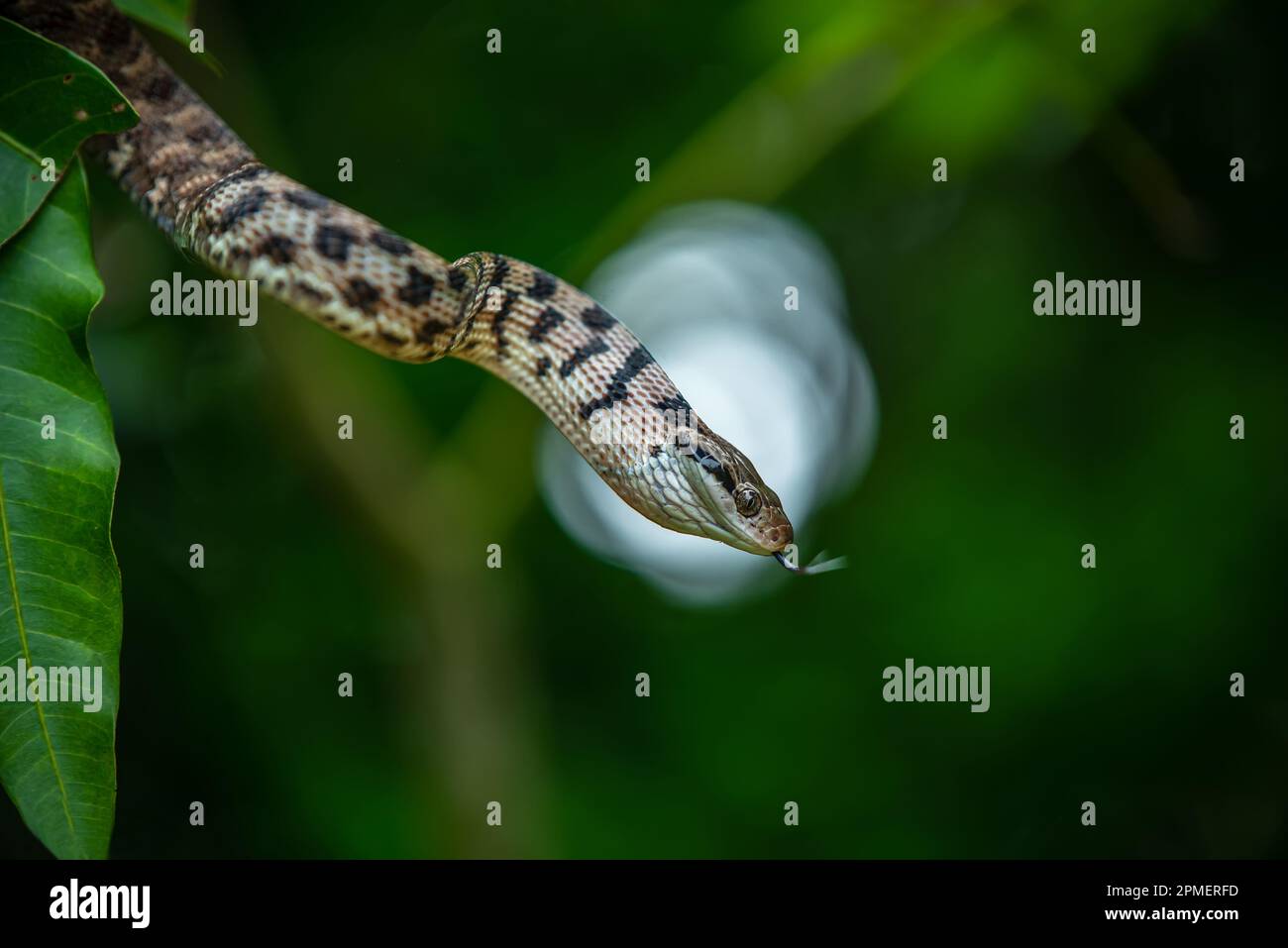 Boiga cynodon,  dog-toothed cat snake Stock Photo