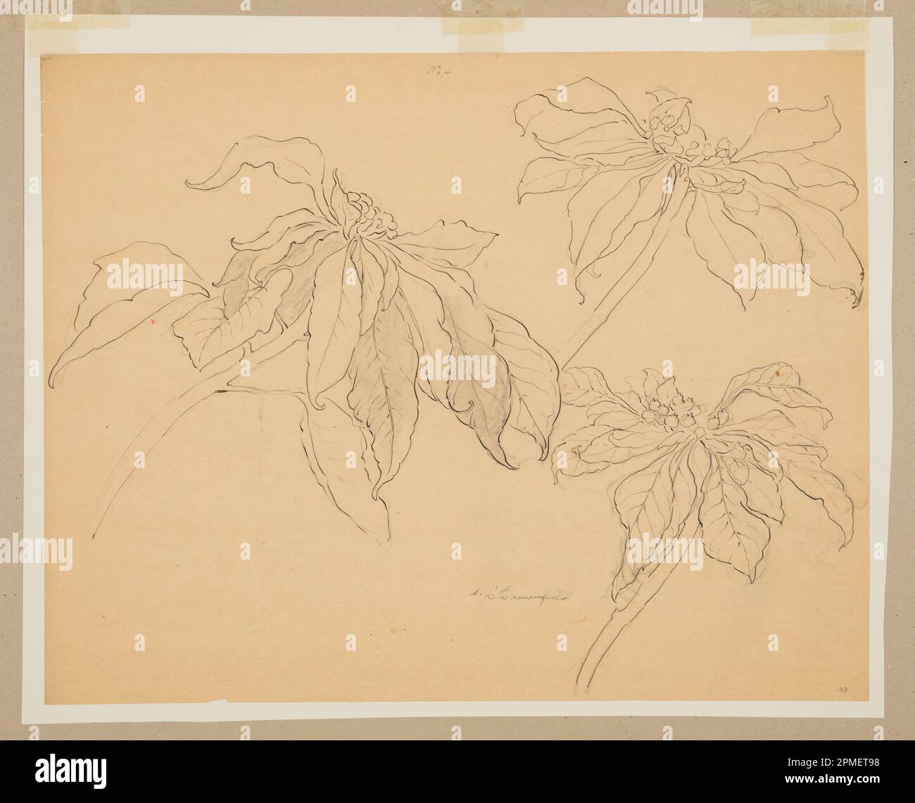 Drawing, Study of Poinsettias; Designed by Sophia L. Crownfield (American, 1862–1929); USA; graphite, pen and ink on tracing paper; 47.6 × 60.5 cm (18 3/4 × 23 13/16 in.) Mat: 76.2 × 101.6 cm (30 × 40 in.) Stock Photo