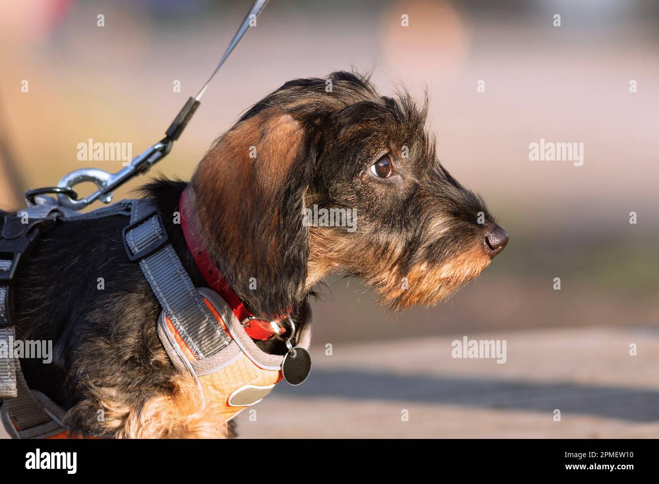 dachshund puppy portrait, closeup of female doggy while walking in the park Stock Photo