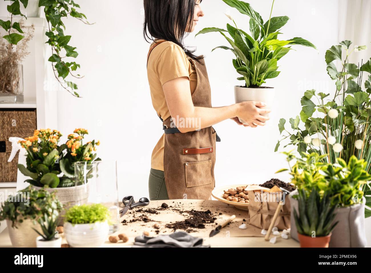 Female gardener holding potted plant, white peace lily Stock Photo - Alamy