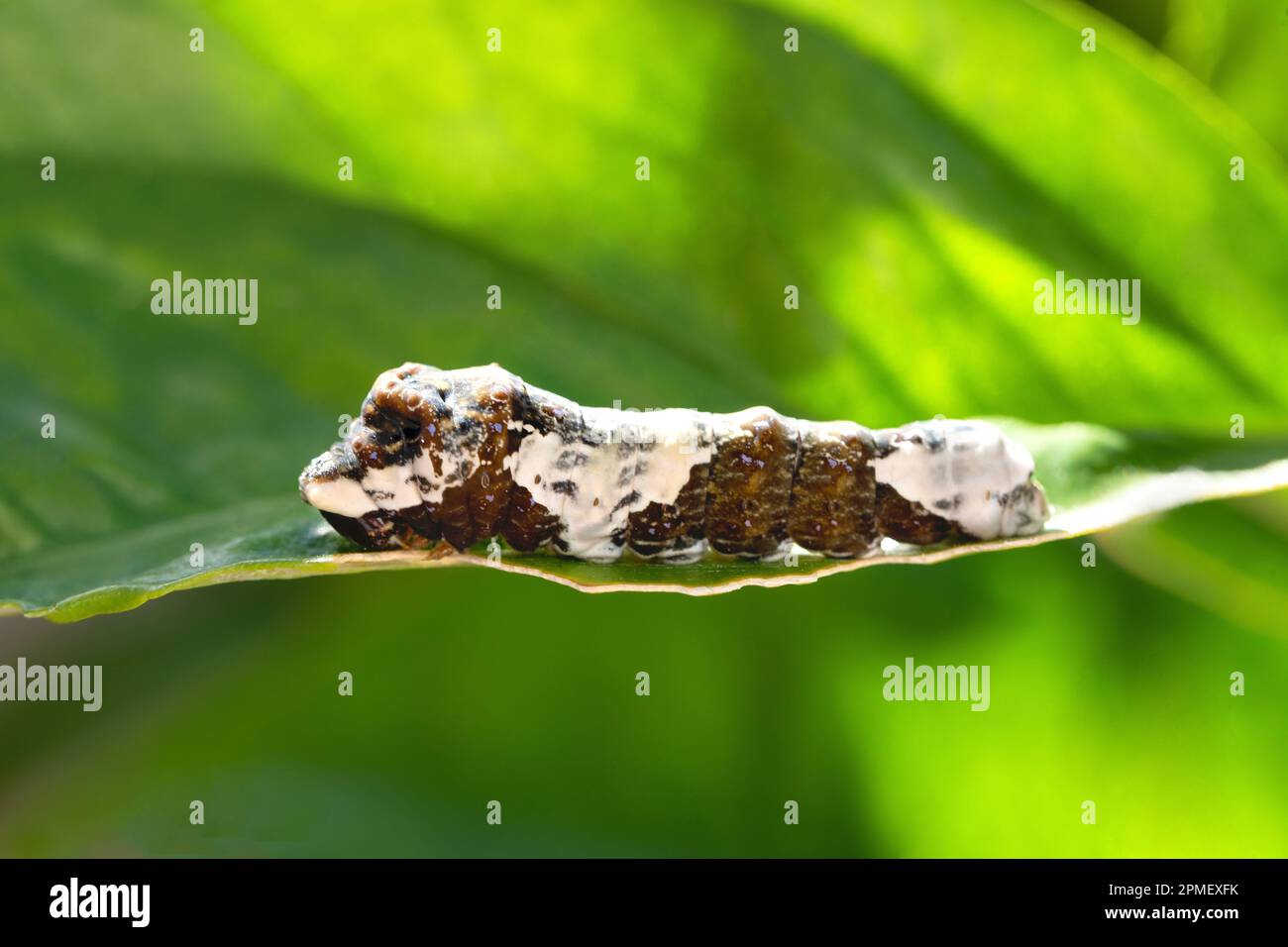 Giant swallowtail caterpillar on a citrus leaf Stock Photo - Alamy
