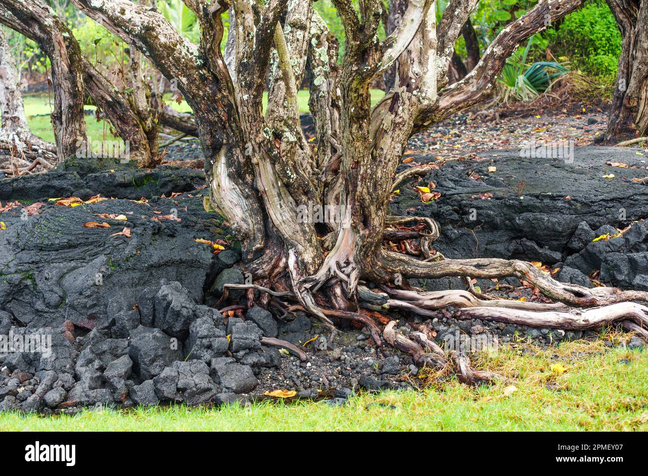 Nature's Unstoppable Force Trees rooted in the scarce volcanic soil