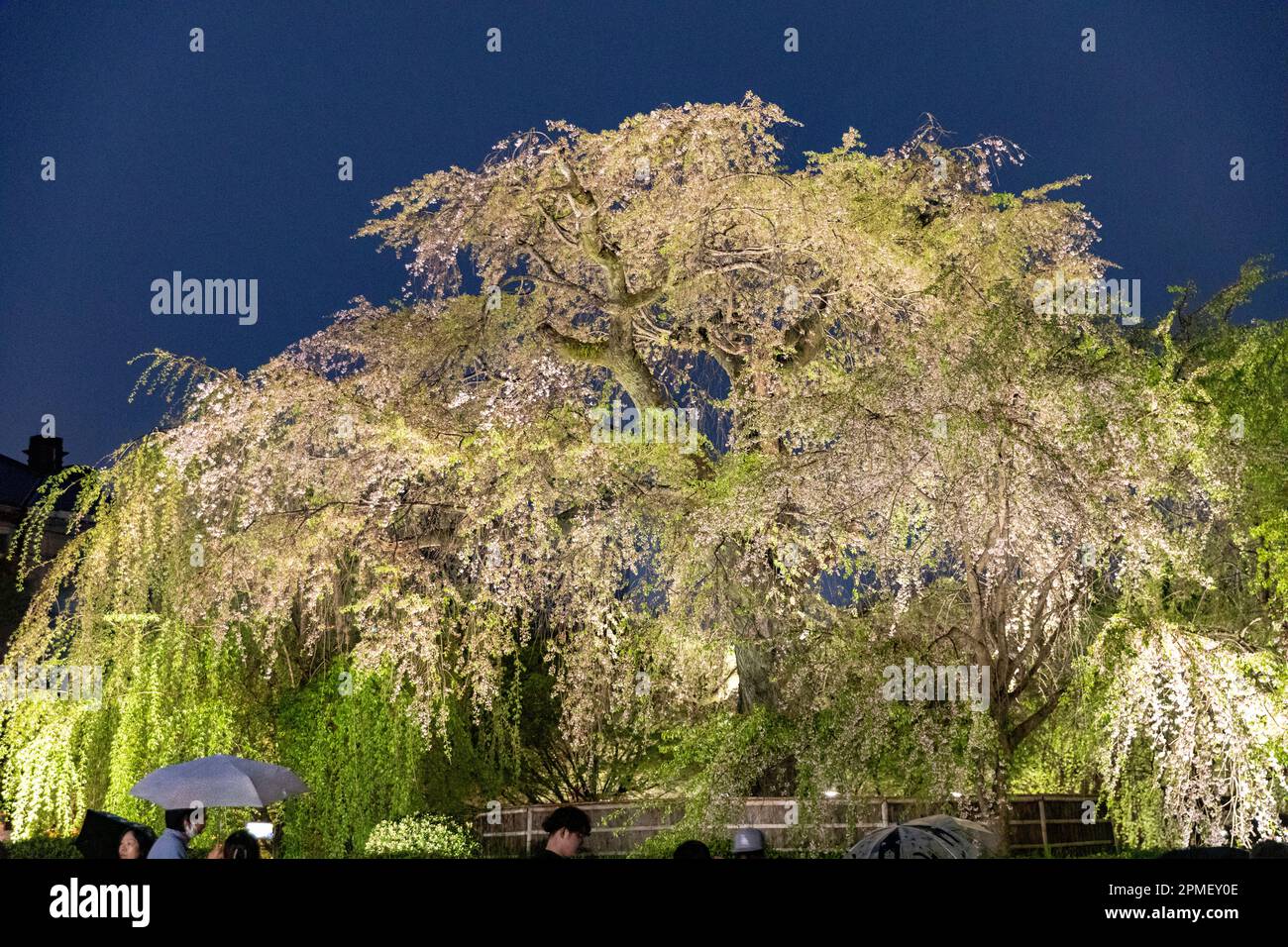 Kyoto Japan spring cherry blossoms flowering, night time cherry blossom sakura weeping cherry tree is illuminated in Kyoto downtown area, Japan,Asia Stock Photo